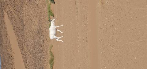 A solitary white addax antelope walks across barren desert plain near rocky hills.