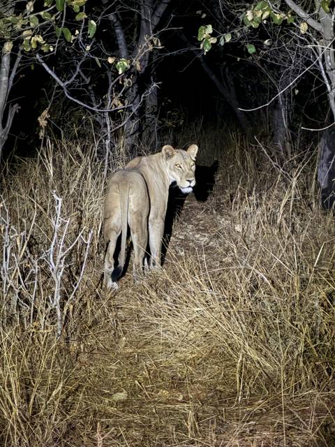 Nighttime safari spotlight reveals a lioness standing alert on a dry grass path.
