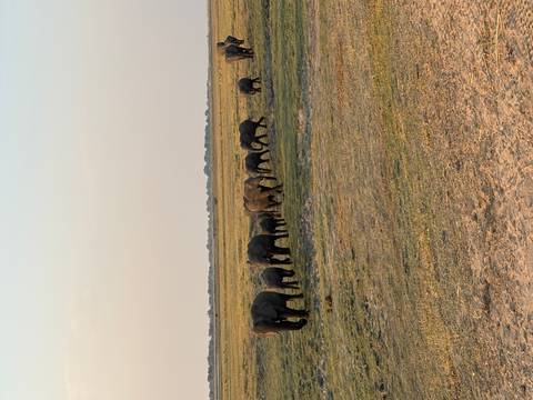 Long line of elephants including calves walk across a vast grassy plain at dusk.