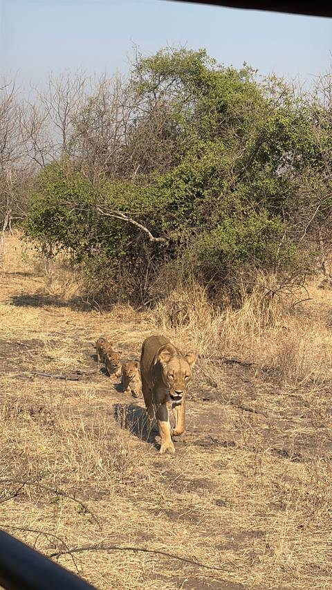 Lioness leads three small cubs along a dry woodland path surrounded by tall grass.