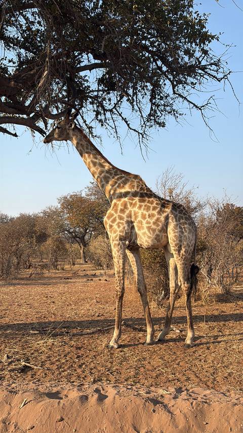 Tall giraffe stretches to browse leaves from a tree in dry woodland.