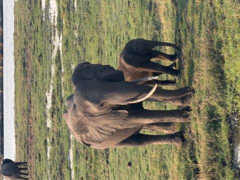 Large elephant and calf stand on grassy wetland near a water source.