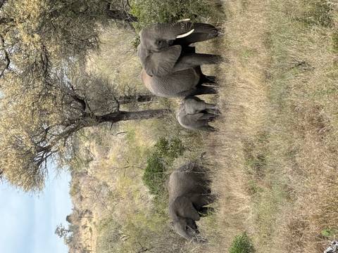 Elephant family grazes among trees and tall grass in a lightly wooded savanna.