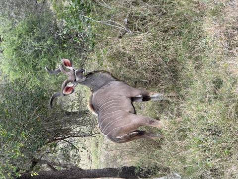 Male kudu with spiraled horns stands alert beside dense bushes.