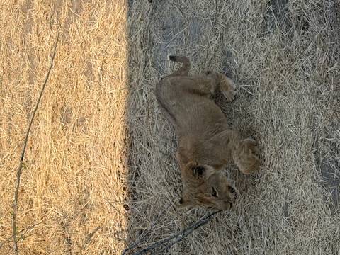 Young lion cub explores dry grass and straw-covered ground in daylight.