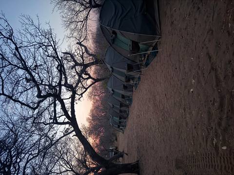 Row of green dome tents set up on sandy ground under leafless trees at twilight.