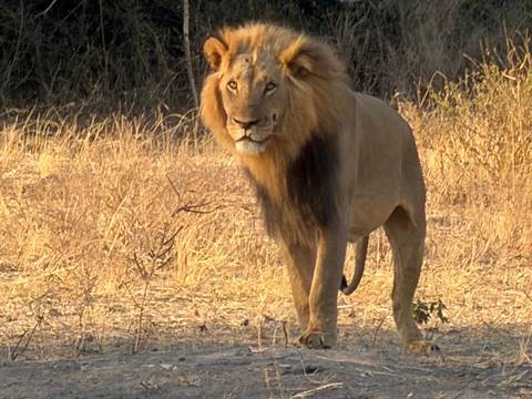 Unforgettable Africa: From Cape Town to the Okavango Delta customer review photo