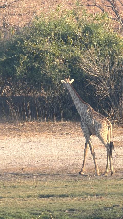 Unforgettable Africa: From Cape Town to the Okavango Delta customer review photo