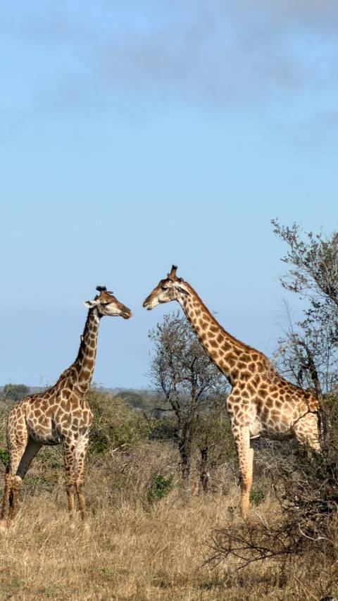 Unforgettable Africa: From Cape Town to the Okavango Delta customer review photo