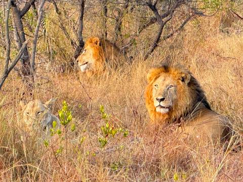 Unforgettable Africa: From Cape Town to the Okavango Delta customer review photo