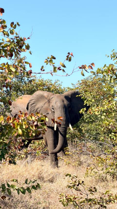Unforgettable Africa: From Cape Town to the Okavango Delta customer review photo