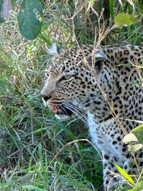 Unforgettable Africa: From Cape Town to the Okavango Delta customer review photo