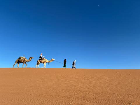 Camel caravan led by local guides crossing an expansive orange sand dune beneath a deep blue sky.
