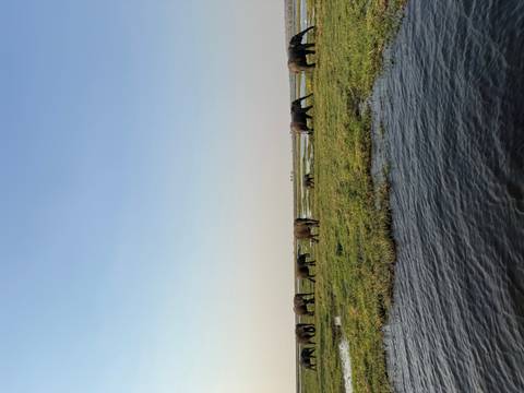Herd of elephants grazing on a lush riverside plain viewed from across calm water.