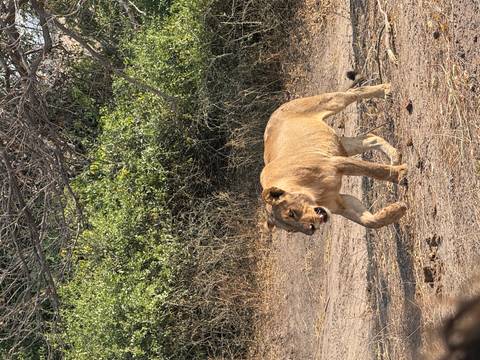 Lone lion walking through dry scrubland near dense bushes on safari.