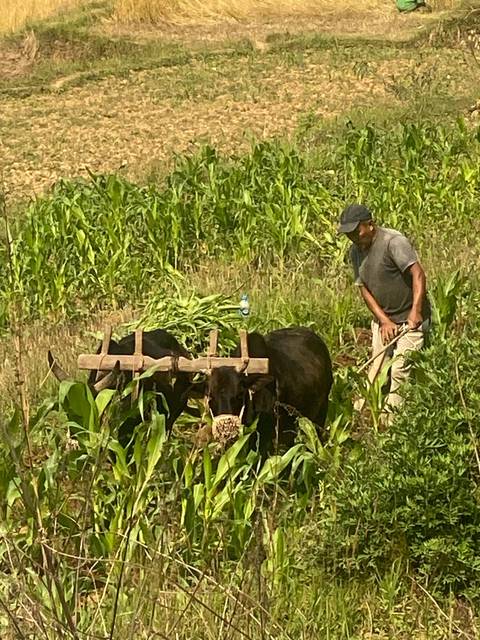 Farmer guiding two oxen to plough a green terraced field.