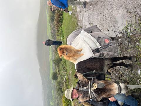 Small fluffy dog sits calmly atop a saddled donkey on a misty countryside trail while a man watches from afar.