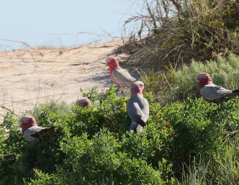 Group of pink and grey galahs perch among coastal shrubs near sandy dunes under bright light.