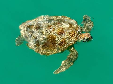 A single sea turtle swims just below the surface of bright turquoise water.