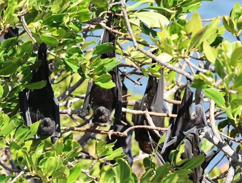 Cluster of large fruit bats hanging upside-down among bright green foliage with blue sky behind.
