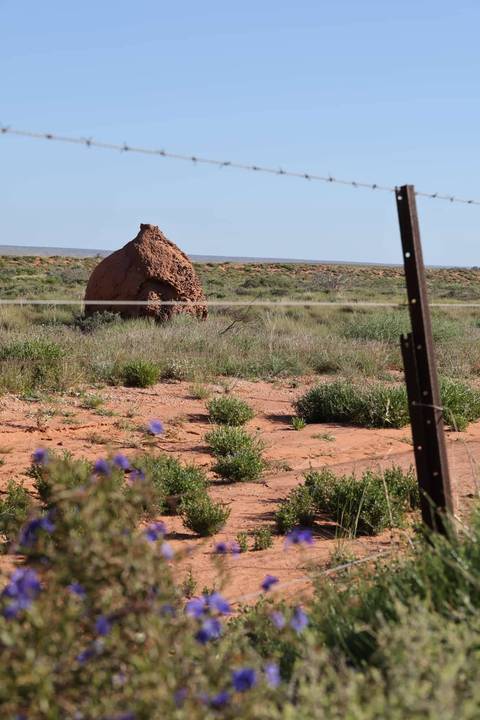 Tall conical termite mound rises from red sandy grassland behind a wire fence in the outback.