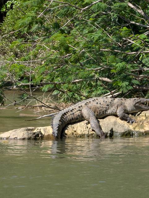 Crocodile basking on riverside rock beneath leafy branches over calm water.