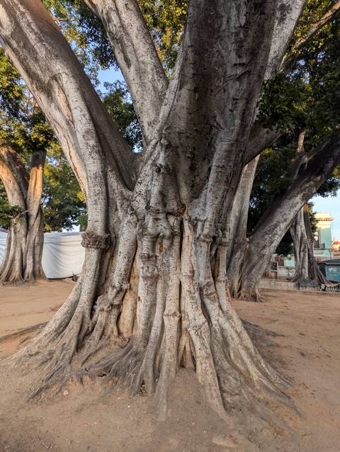 Massive gnarled trunk of an ancient tree in a city square.