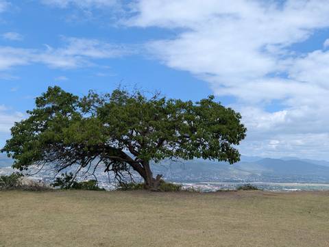 Lone tree on hilltop overlooking Oaxaca Valley beneath blue sky and scattered clouds.