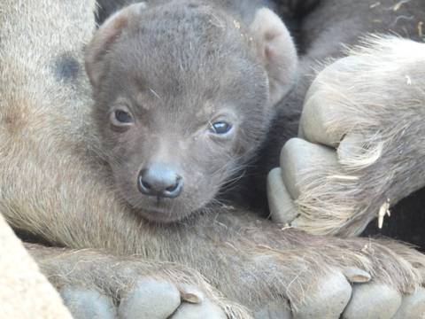 Close-up of a hyena cub nestled against its mother’s fur.