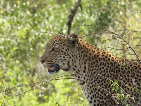 Leopard peers through thin branches amid green foliage.