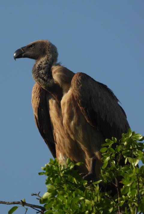 foto de reseña de cliente de Kruger a fondo