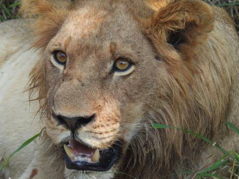 Intense close-up of a male lion’s face with golden eyes and grass in its mouth.