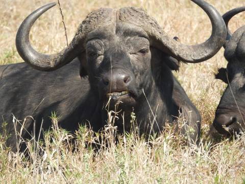 Close shot of an African buffalo resting in dry grass.