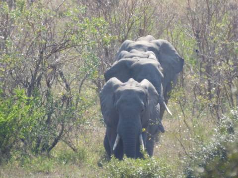 Line of three elephants walking through hazy bushland.