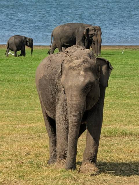A lone Asian elephant stands on grassy plains with a verdant backdrop.