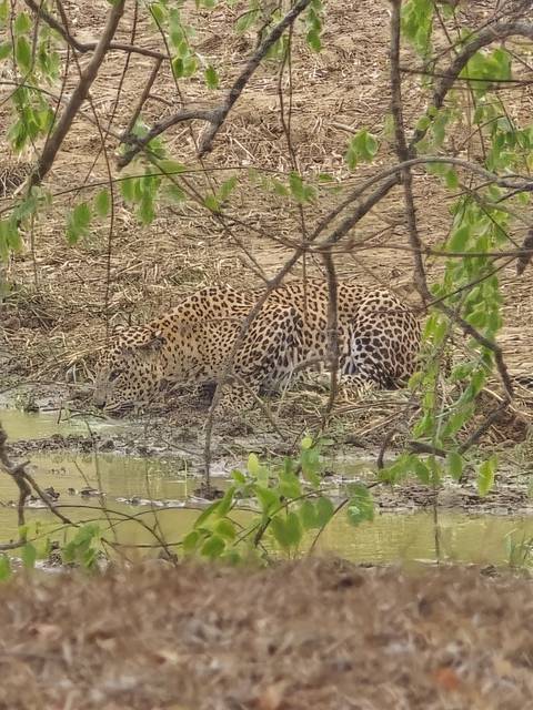 A leopard crouches to drink at a muddy waterhole amid dry vegetation.