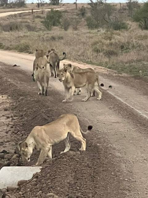 Grainy dusk image of several lions walking along a dirt road in the bush.