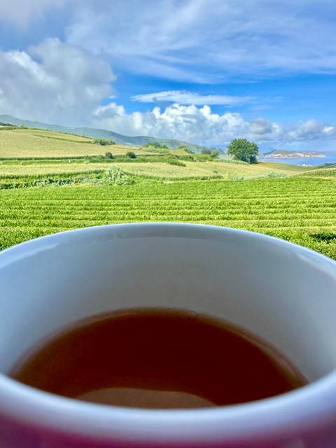 Coffee cup in foreground overlooking rolling green fields and distant coastline.