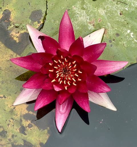 Close-up of vibrant magenta water lily floating on a pond surface.