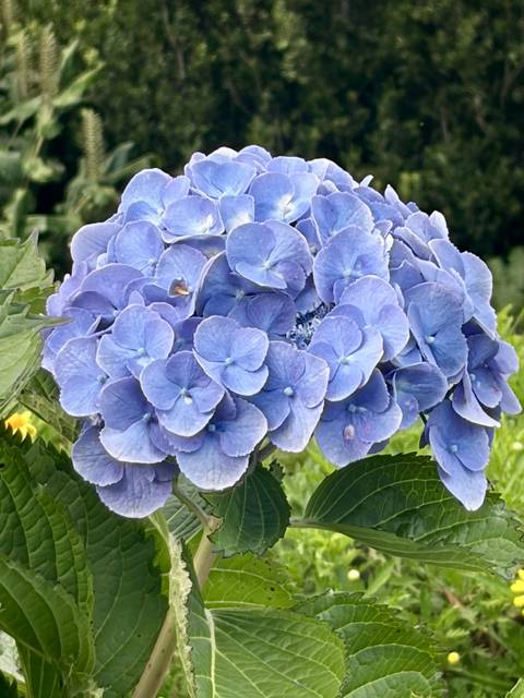 Cluster of blue hydrangea blossoms in a garden setting.
