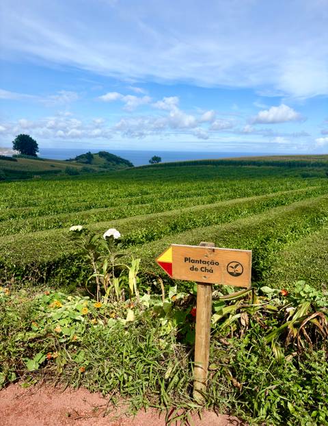Green terraced tea plantation with wooden sign reading 'Plantação de Chá' pointing the way.
