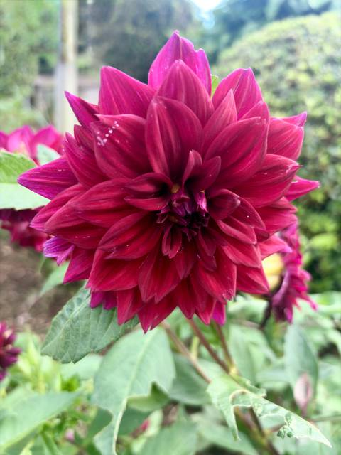 Close-up of a deep red dahlia bloom with delicate textured petals.