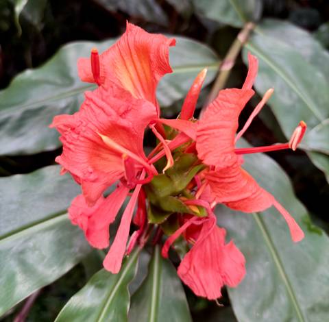 Close-up of a bright coral-orange flower against glossy green leaves.