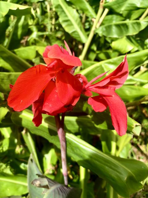 Vivid red flower petals captured in bright sunshine against green foliage.