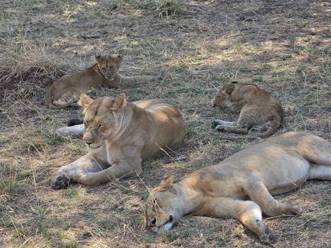 Lioness with three cubs resting in dry grass and shade during a safari in Tanzania.