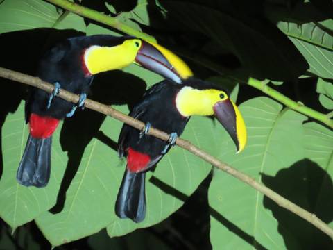 Two colorful toucans perched on a thin branch surrounded by large tropical leaves.