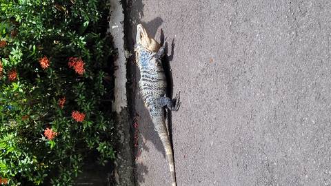 A large iguana with striped markings basks on an asphalt road near flowering bushes.