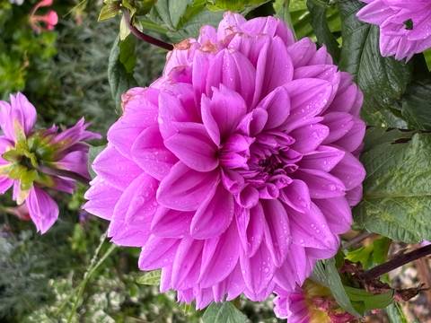 Close-up of vibrant pink dahlia bloom covered in fresh raindrops