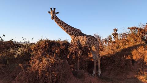 Tall giraffe standing beside reddish earth banks under a clear blue sky.