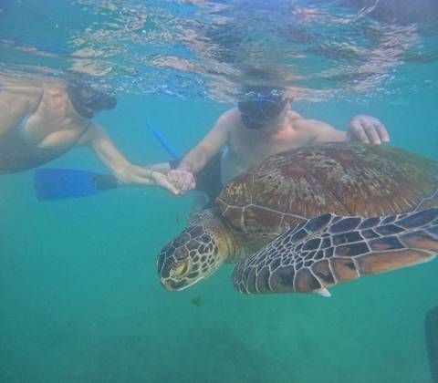 A couple snorkel hand-in-hand with a green sea turtle in clear turquoise water.